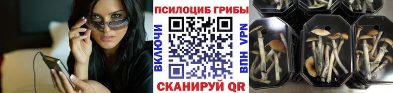 наркотики  Хвалынск  Псилоцибиновые грибы Psilocybine cubensis 